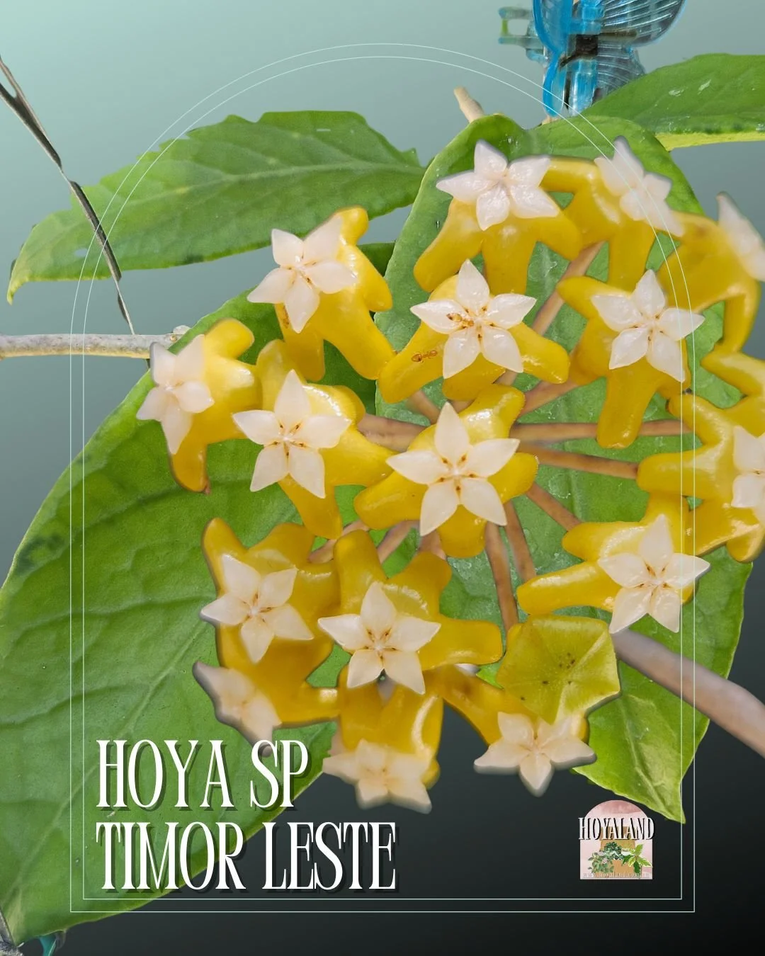 HOYA SP TIMOR LESTE.jpg