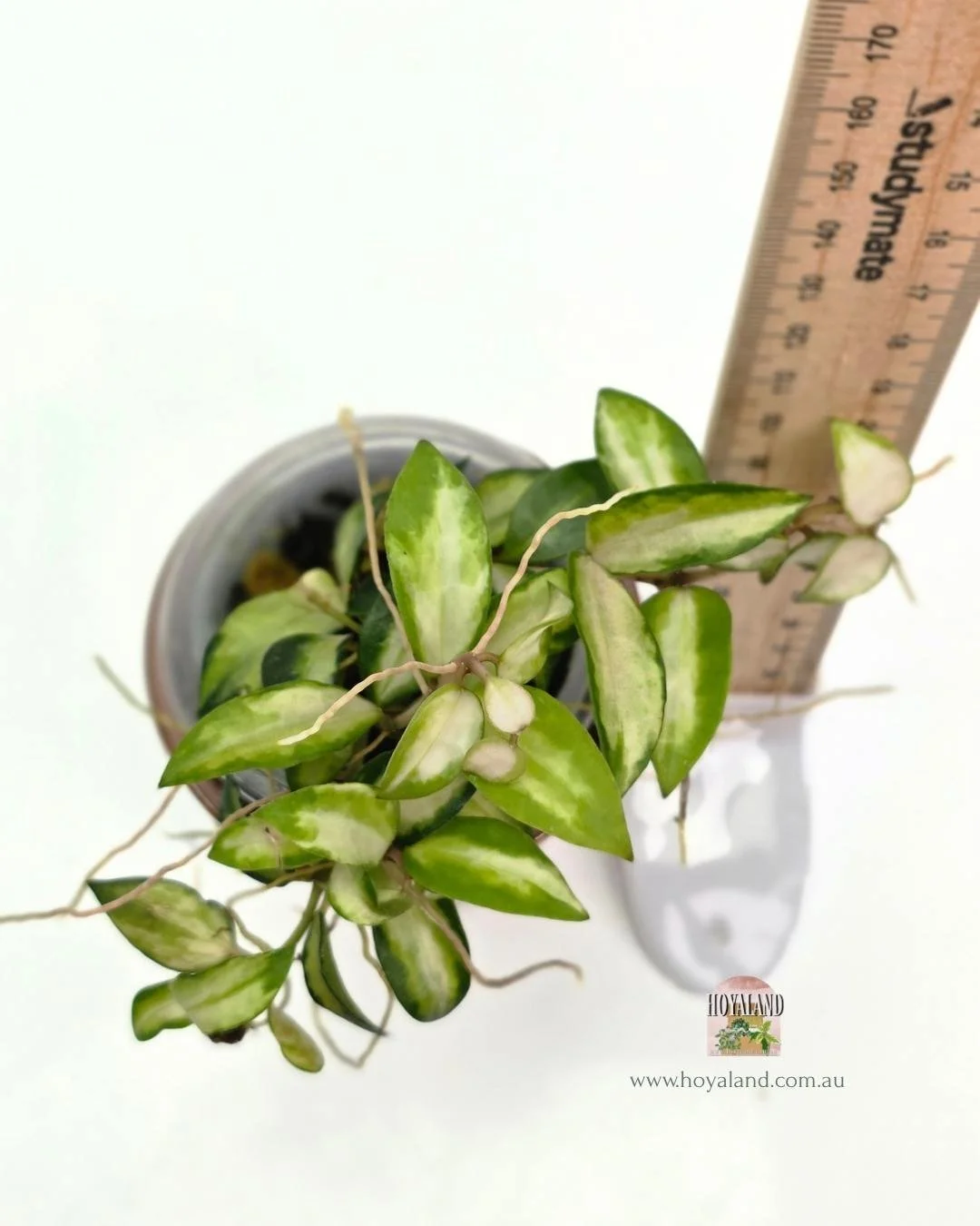 hoya lacunosa bruno (5).jpg