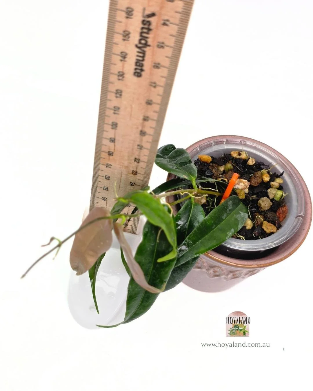 Hoya paradisea (5).jpg