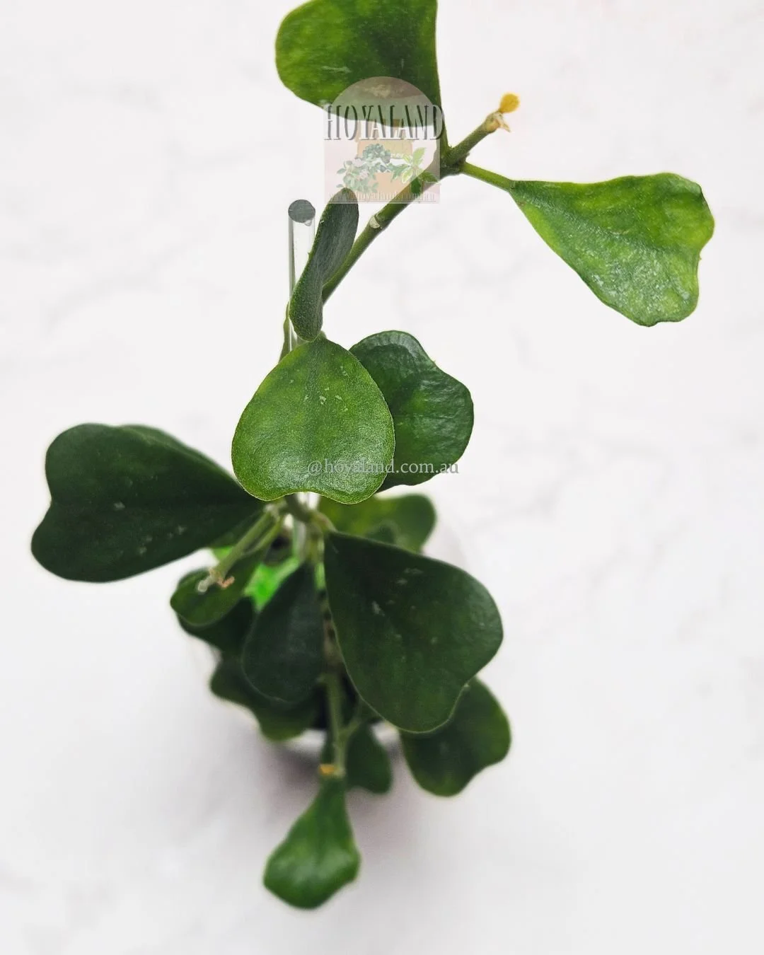 Hoya manipurensis (3).jpg