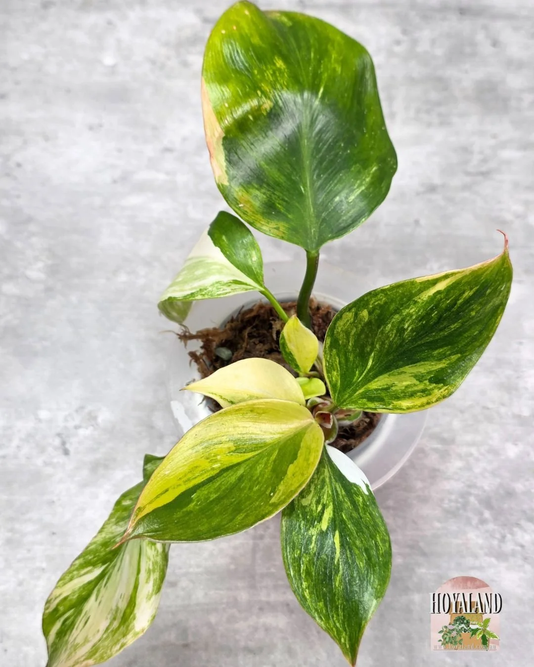 Philodendron White Knight Tricolour (9).jpg