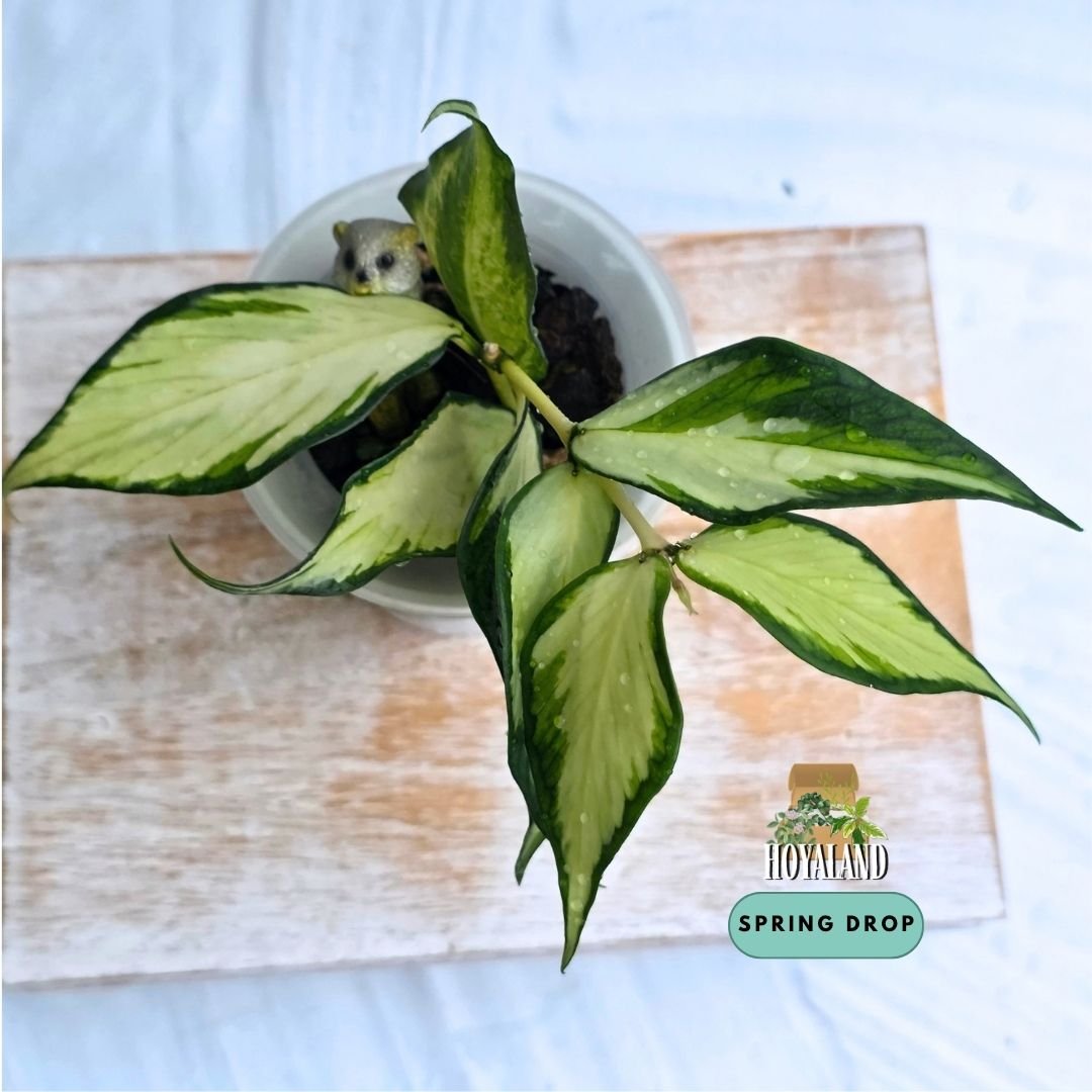 Hoya polyneura variegata | Inner Variegated Cool-Growing Fishtail Hoya - Small