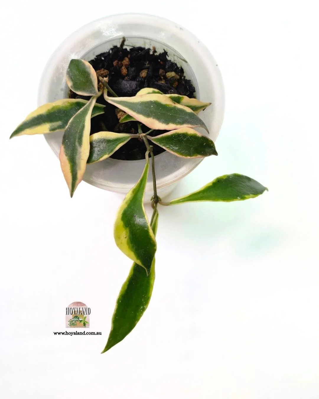Hoya bakoensis (4).jpg