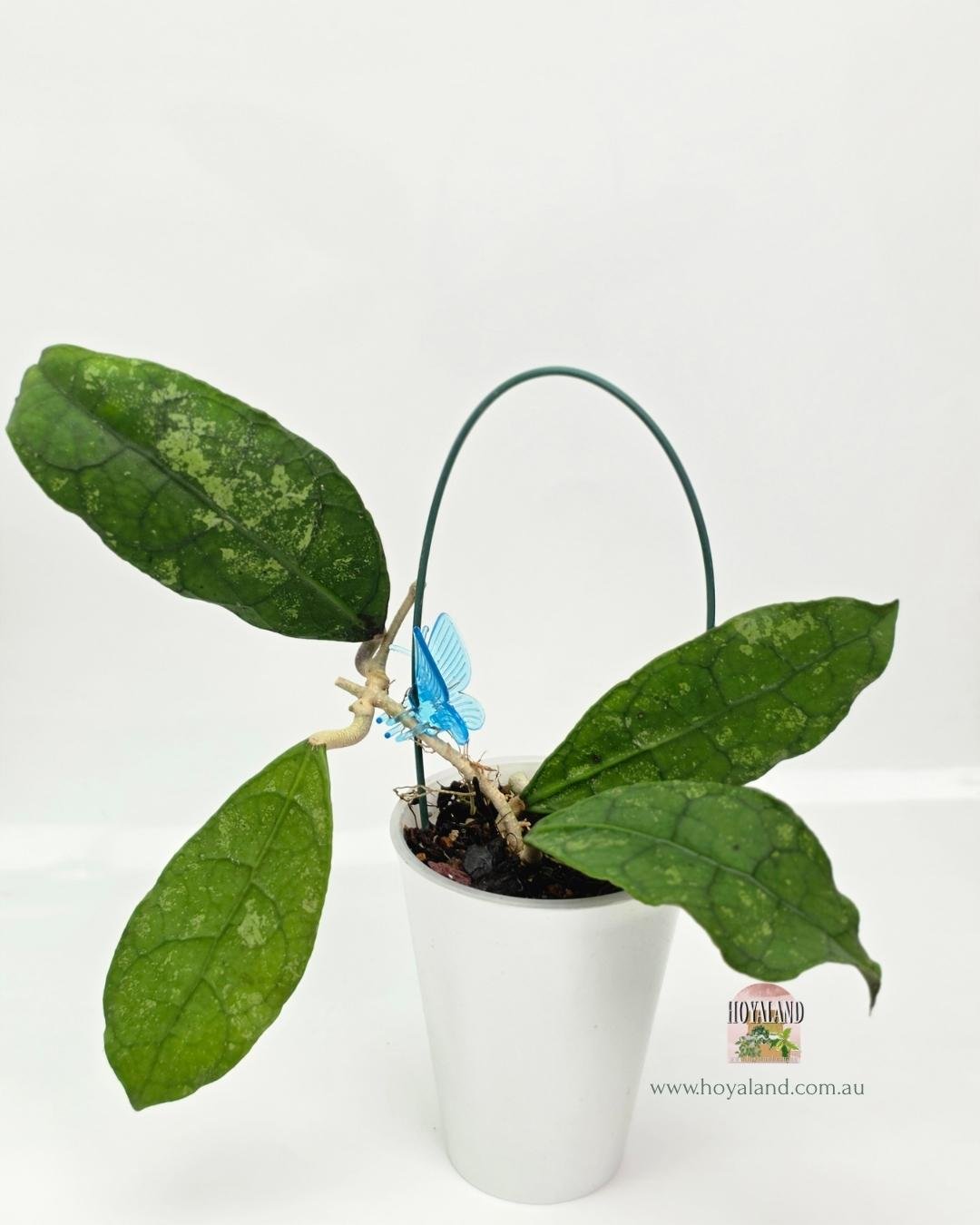 Hoya Perak Teddy Bear A (6).jpg