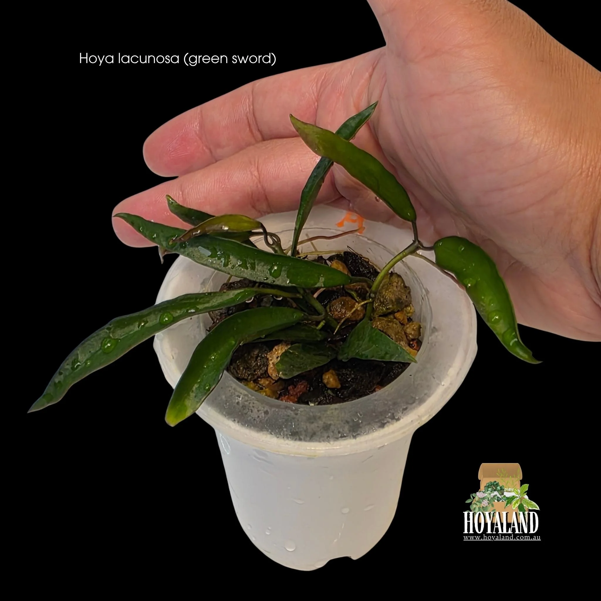 Hoya lacunosa Green Swords rare long leaf indoor plant displaying unique elongated sword like foliage on a trailing stem.