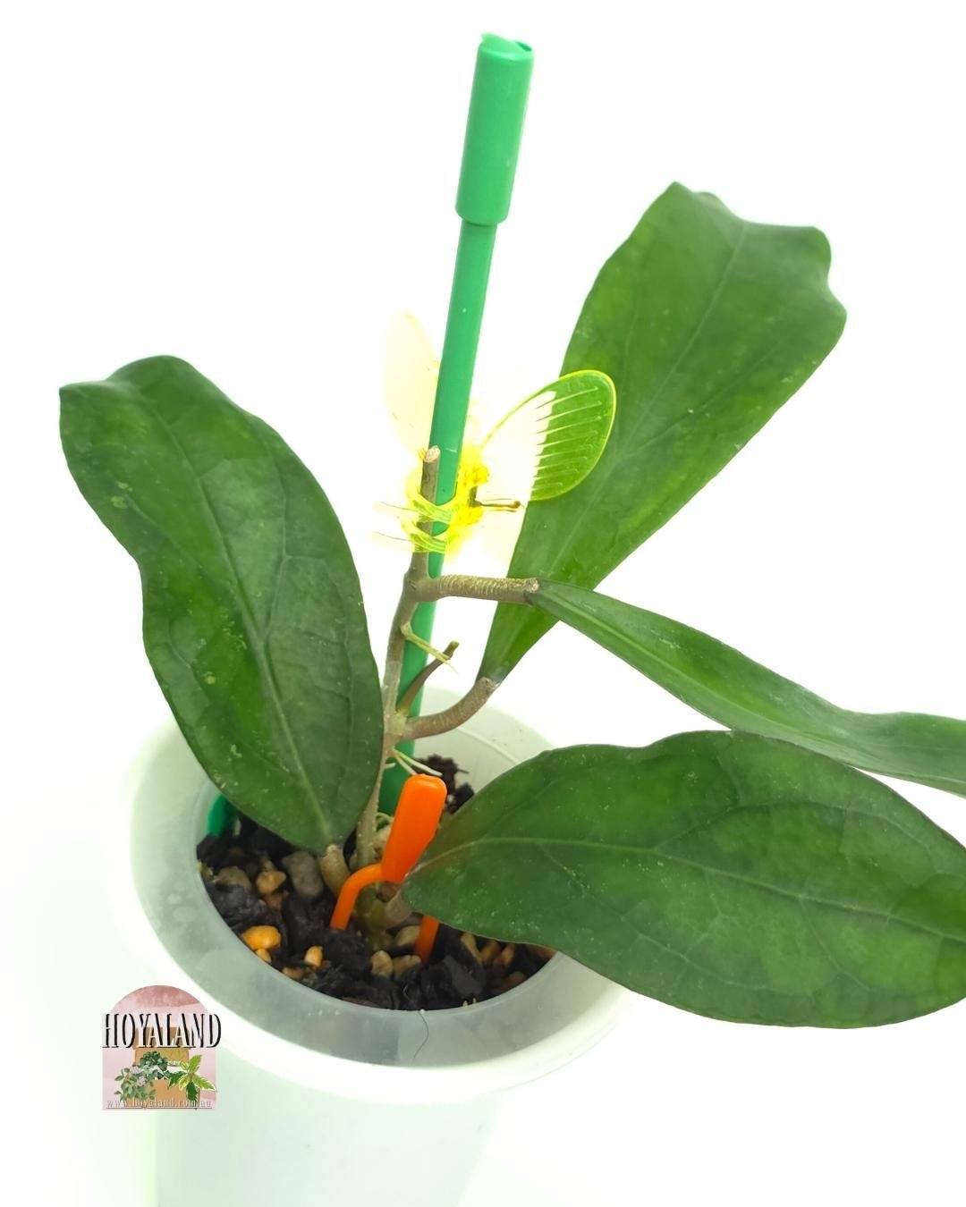 Hoya Swiffers Treat (2).jpg