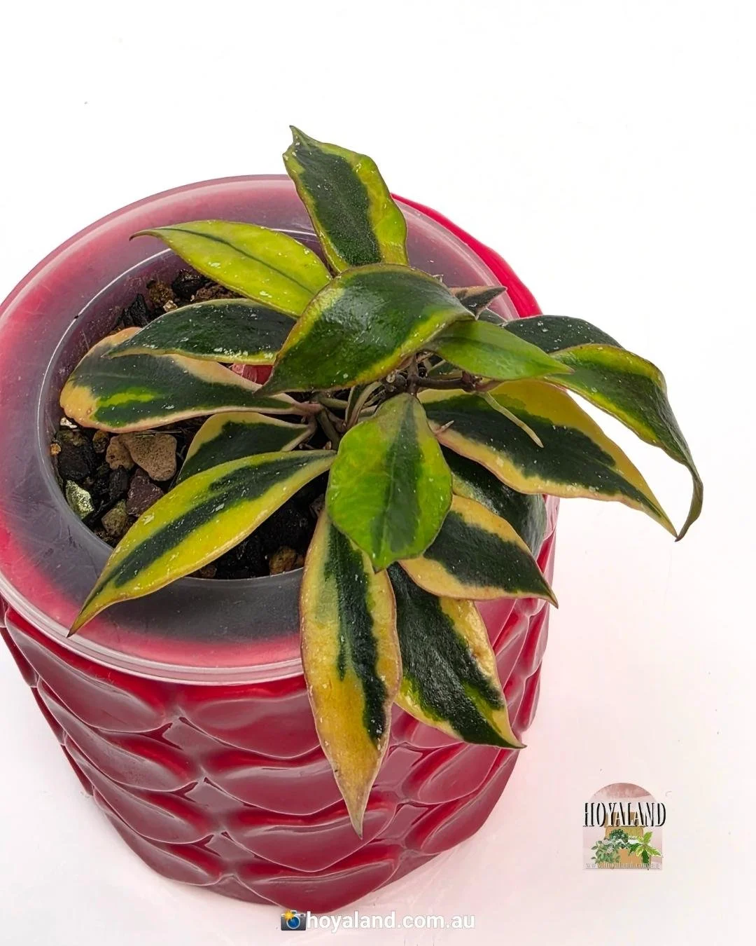 Hoya bakoensis albo (5).jpg