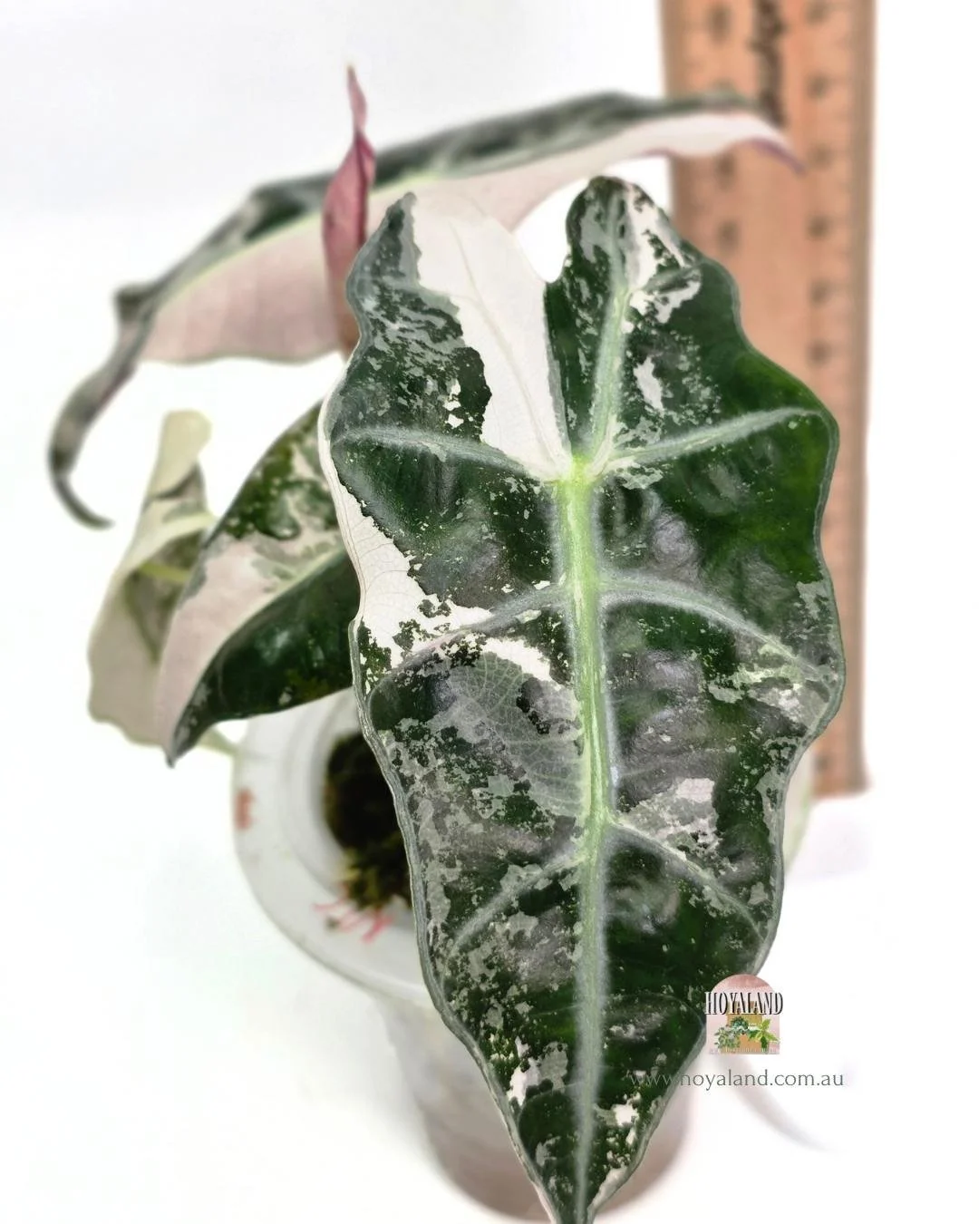 Alocasia amazonica albo (3).jpg