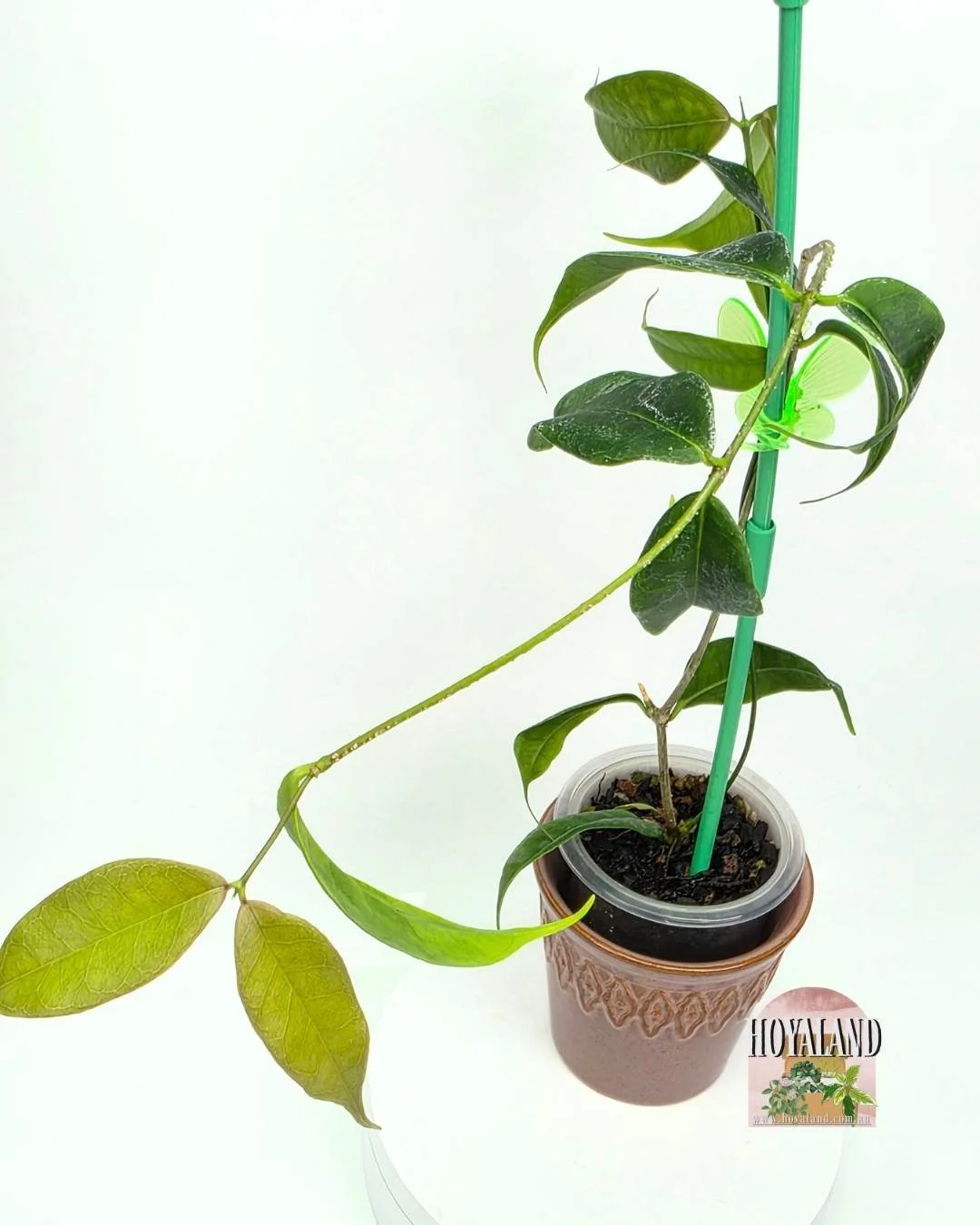 🌞 Hoya MEDUSA Plant for Sale | Rare & Unique | 🎇