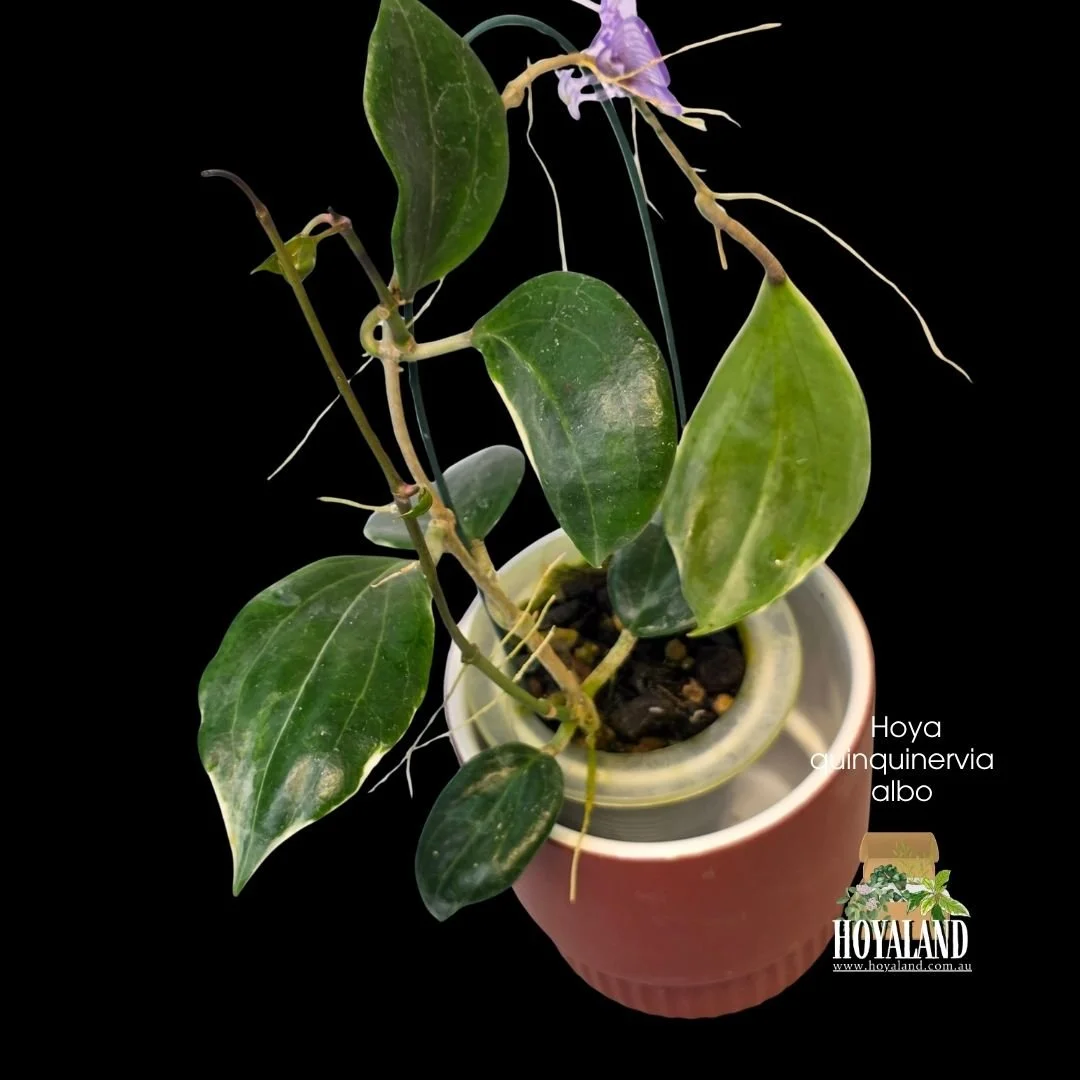 Hoya Quinquinervia lil plu (3).jpg