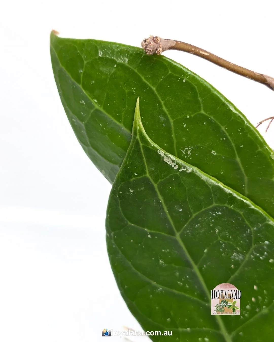 Hoya verticillata Wayang.jpg