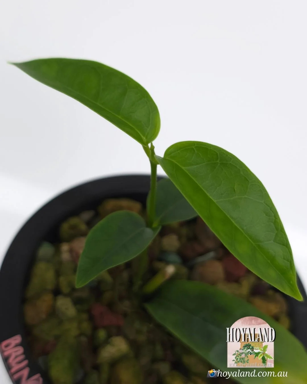 Hoya Bruno queen (2).jpg