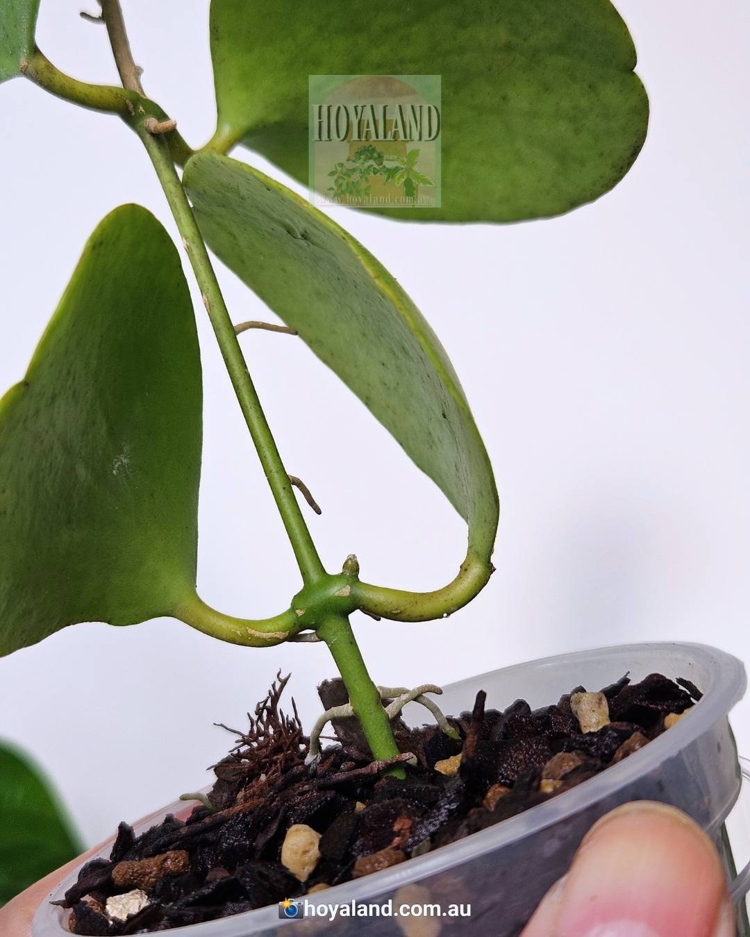Hoya kastbergii (2).jpg