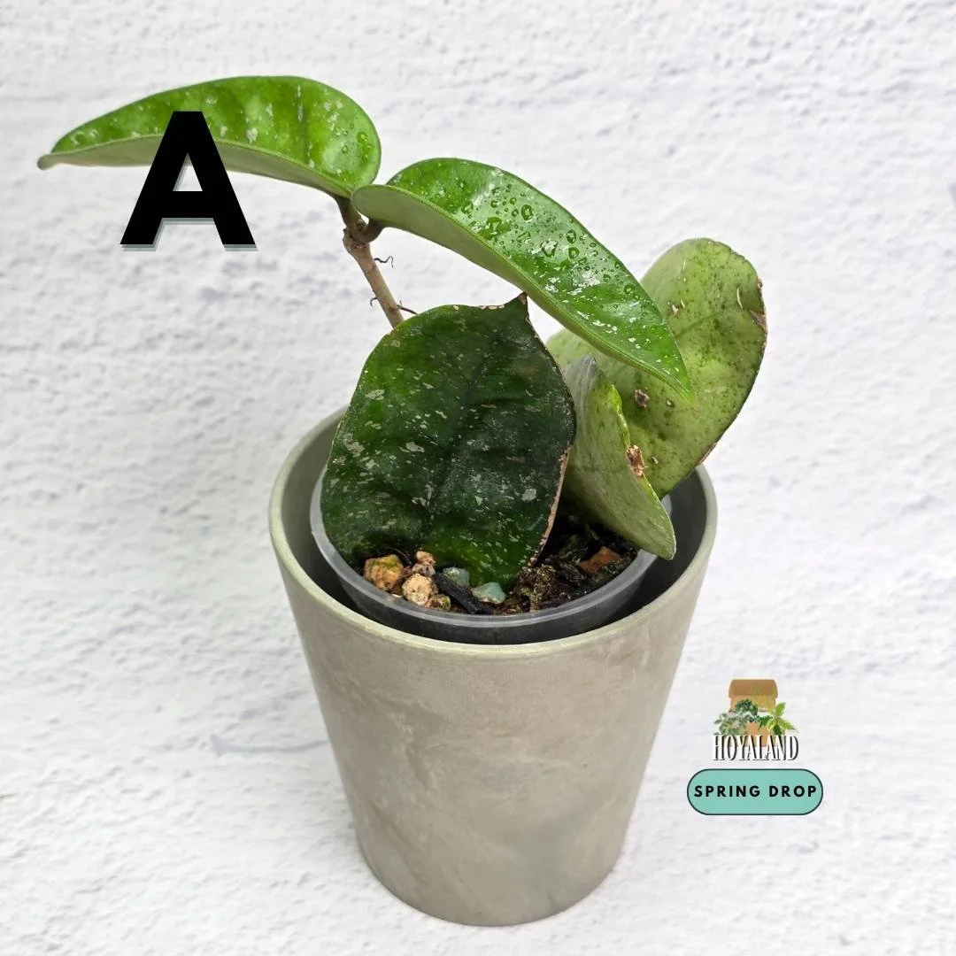 Established Hoya carnosa Starry Night showing dark green succulent leaves speckled with dense starry silver flecks