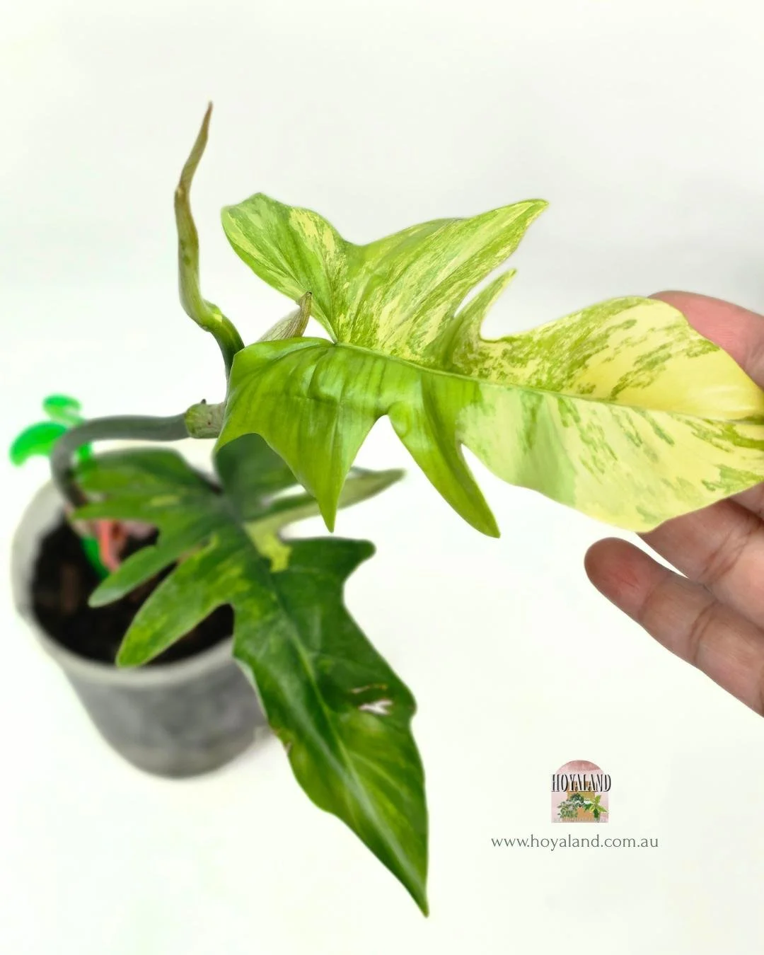 Philodendron FB x Mayoi (3).jpg