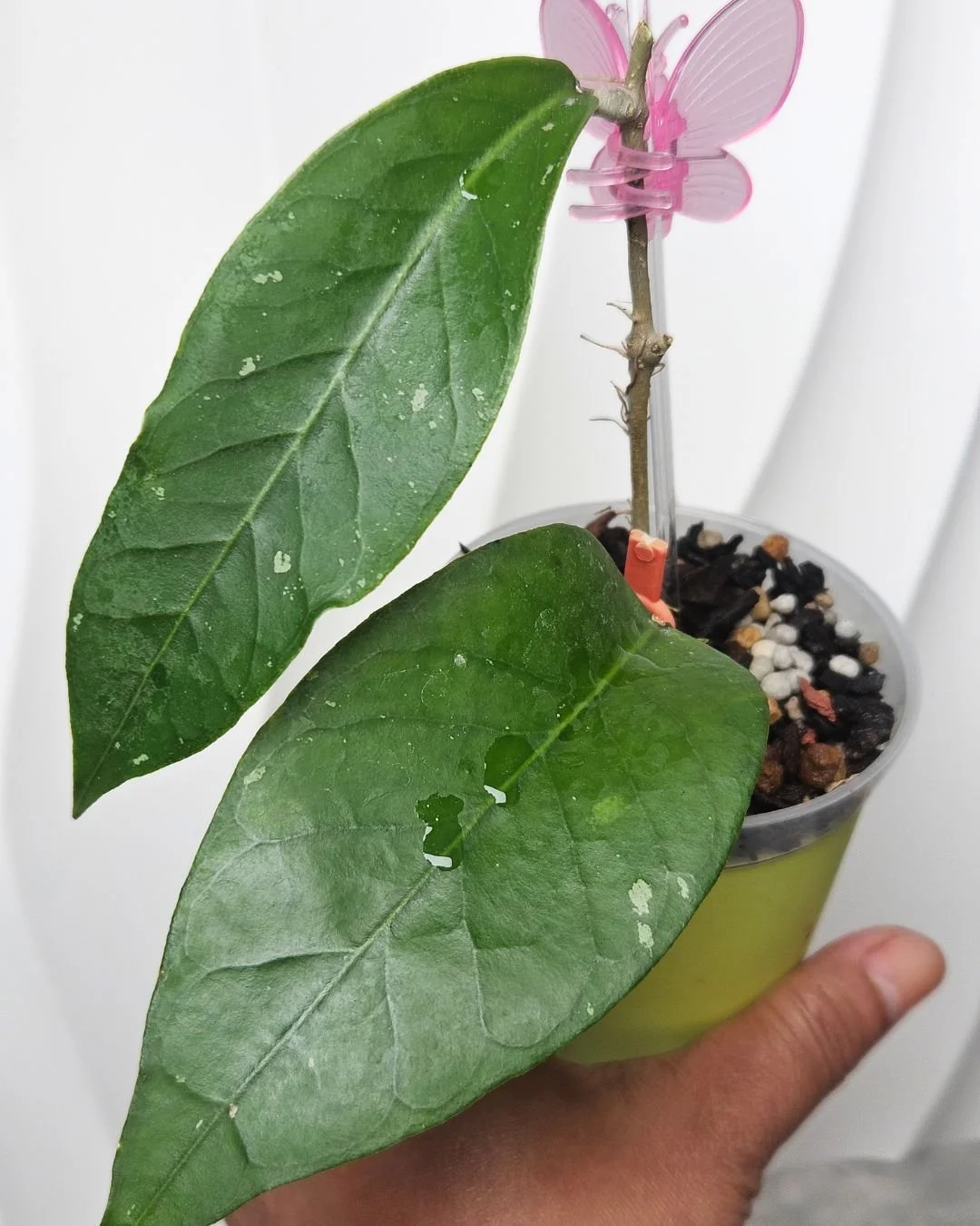 Hoya sp Gayo Lues Aceh (5).jpg