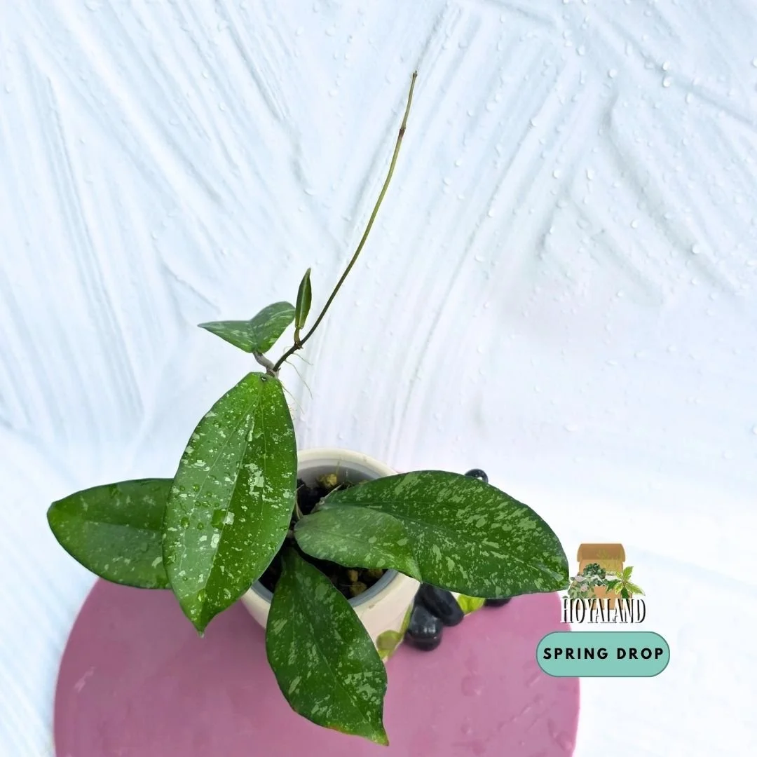 Hoya erythrina splash (1).jpg
