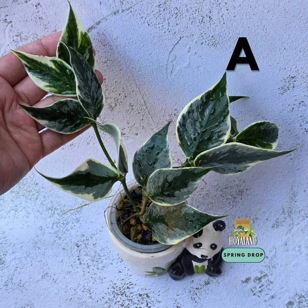 Hoya polyneura diem jasminka A (4).jpg