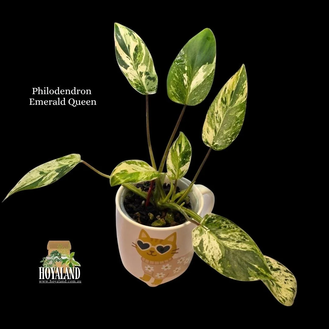 Philodendron Emerald Queen (3).jpg
