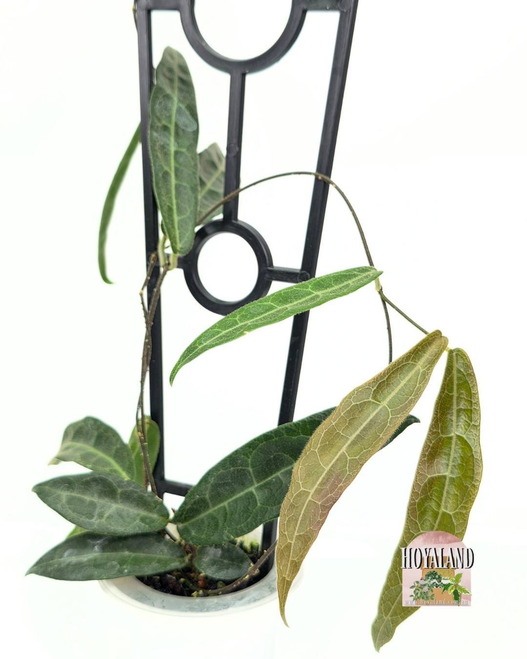 Hoya hypolasia indonesia (4).jpg