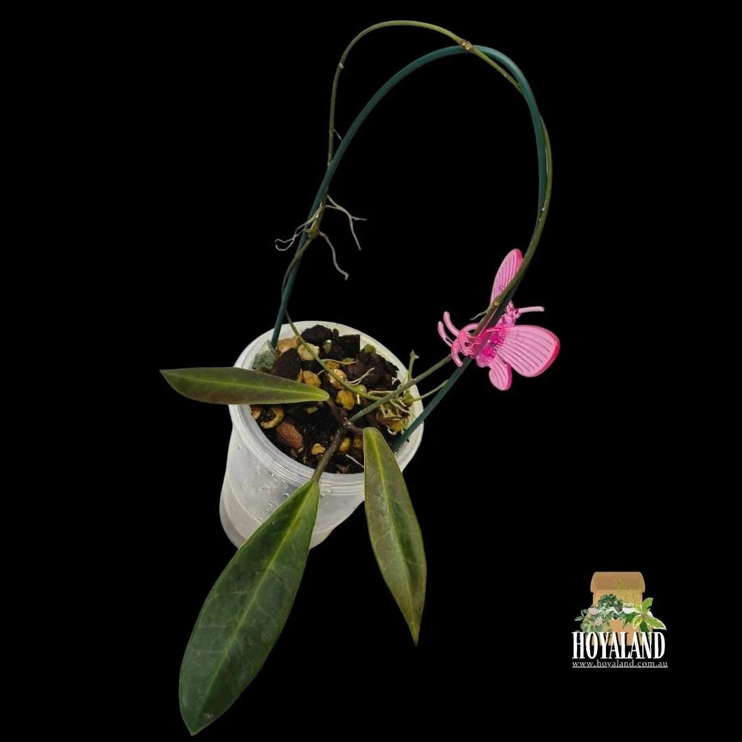 Hoya pulchra narrow (2).jpg