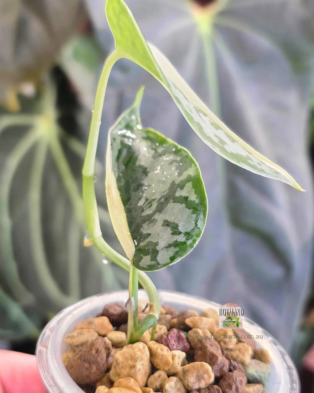 Scindapsus mariposa (5).jpg