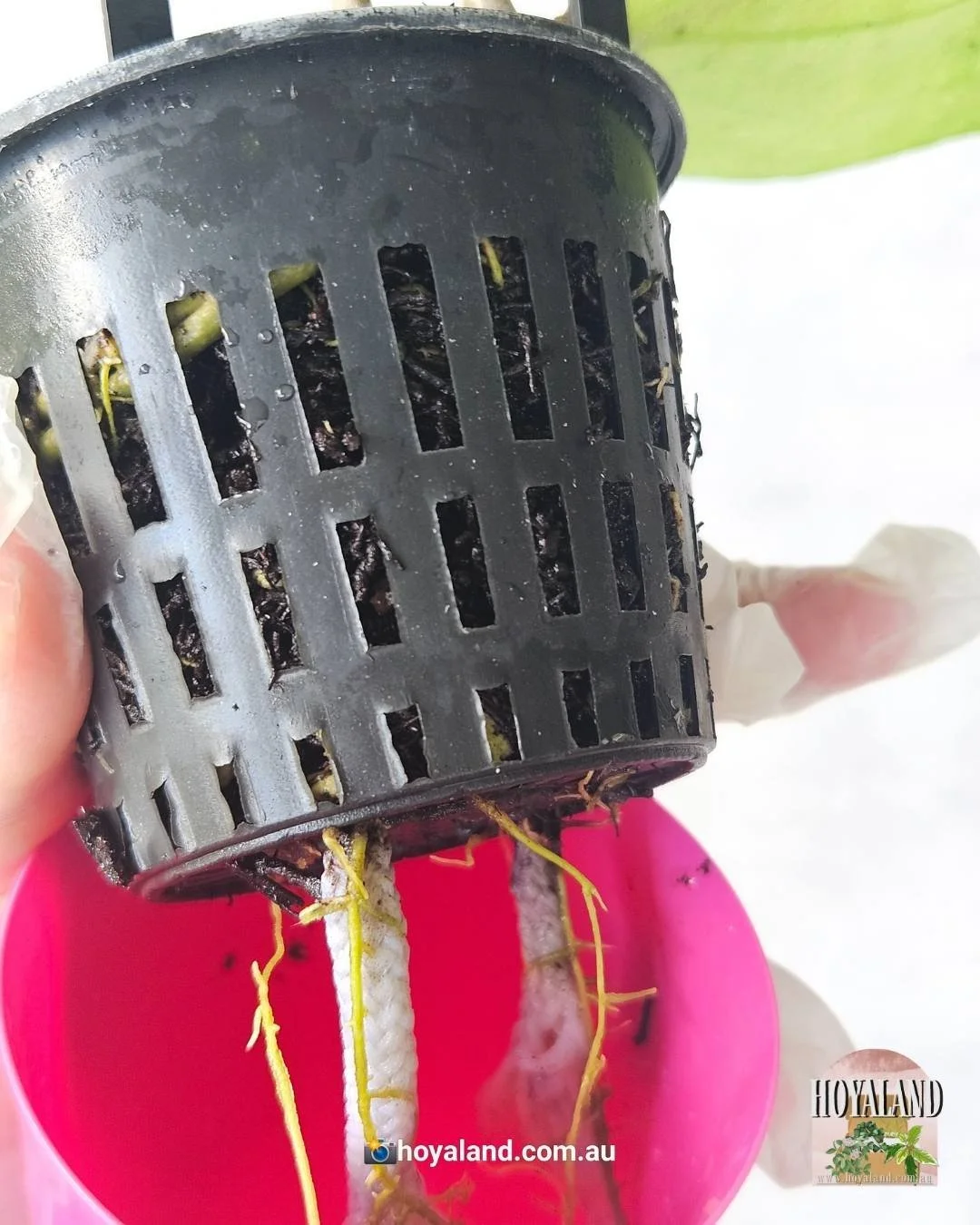 Hoya Michele splash  (1).jpg