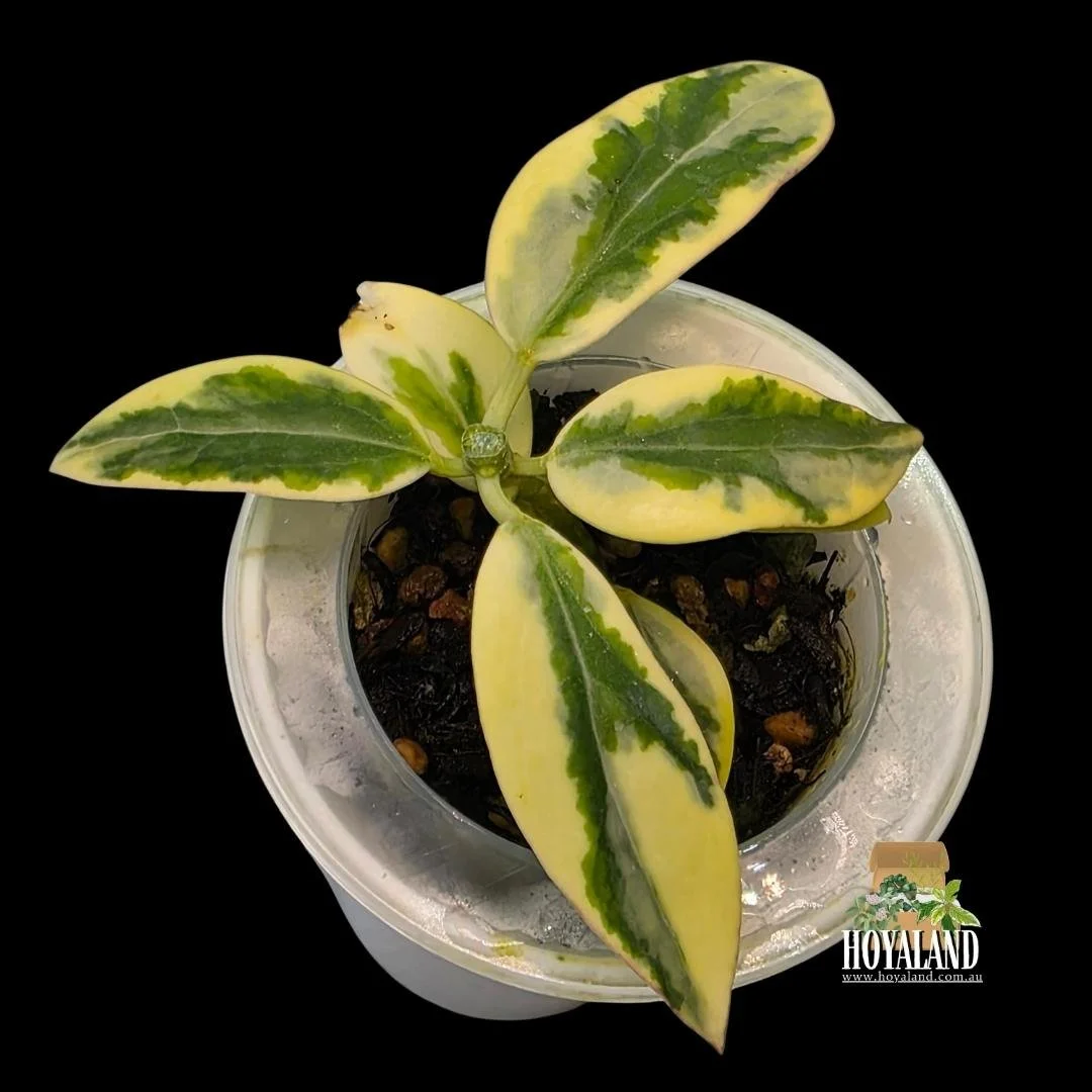 Hoya Emerald Frost (4).jpg