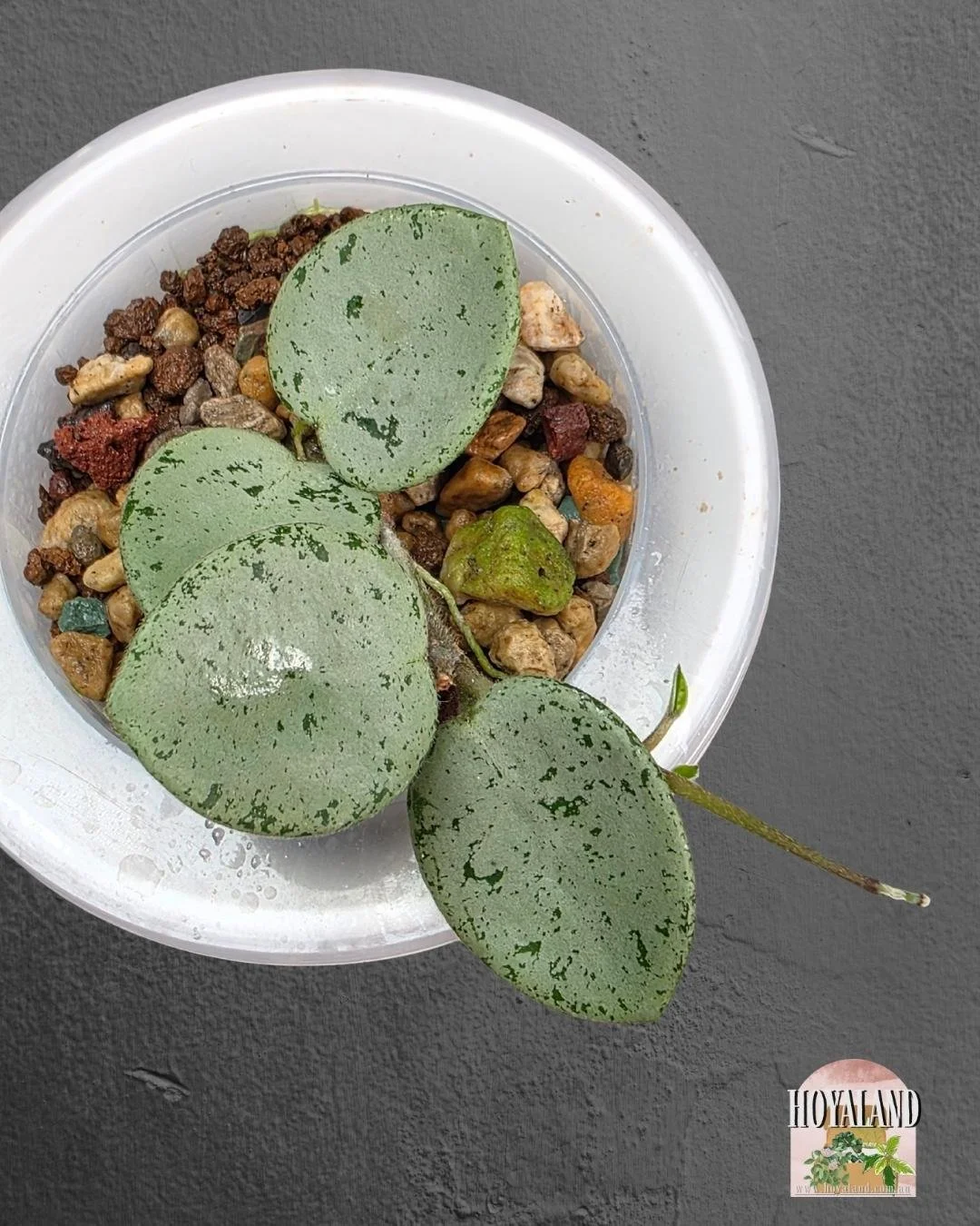 Hoya mathilde grey fairy (3).jpg