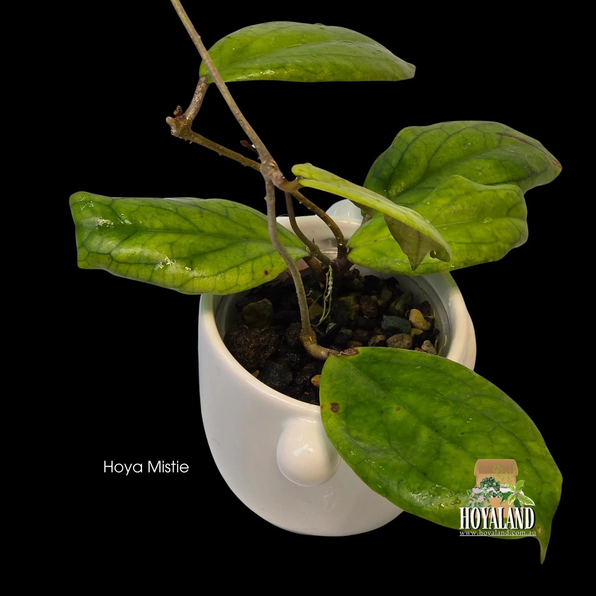 Hoya Mistie.jpg