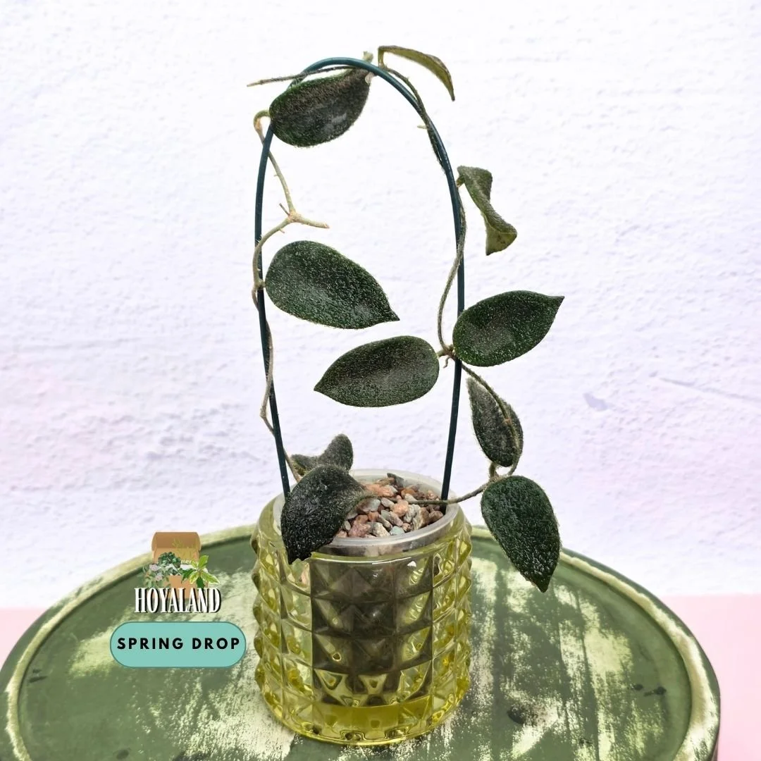 Hoya thomsonii pink.jpg