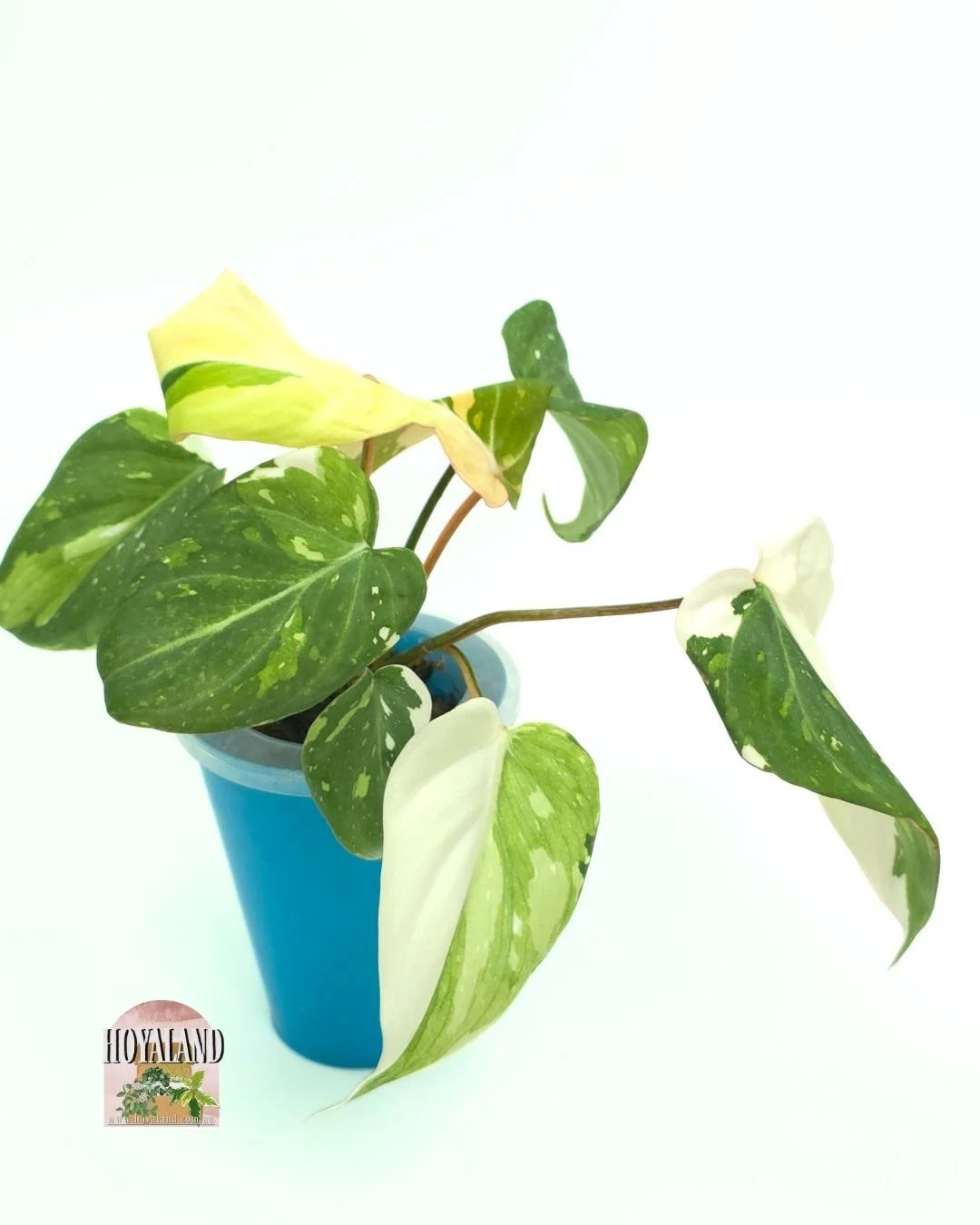 Philodendron gloriosum var (5).jpg