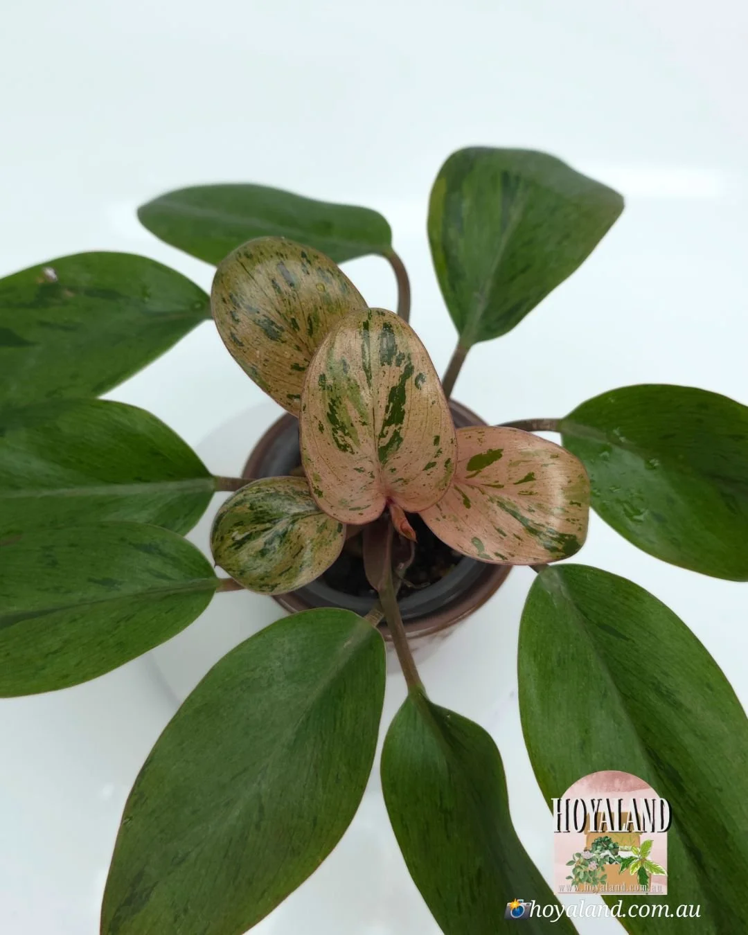 Philodendron red congo dwarf mint (4).jpg