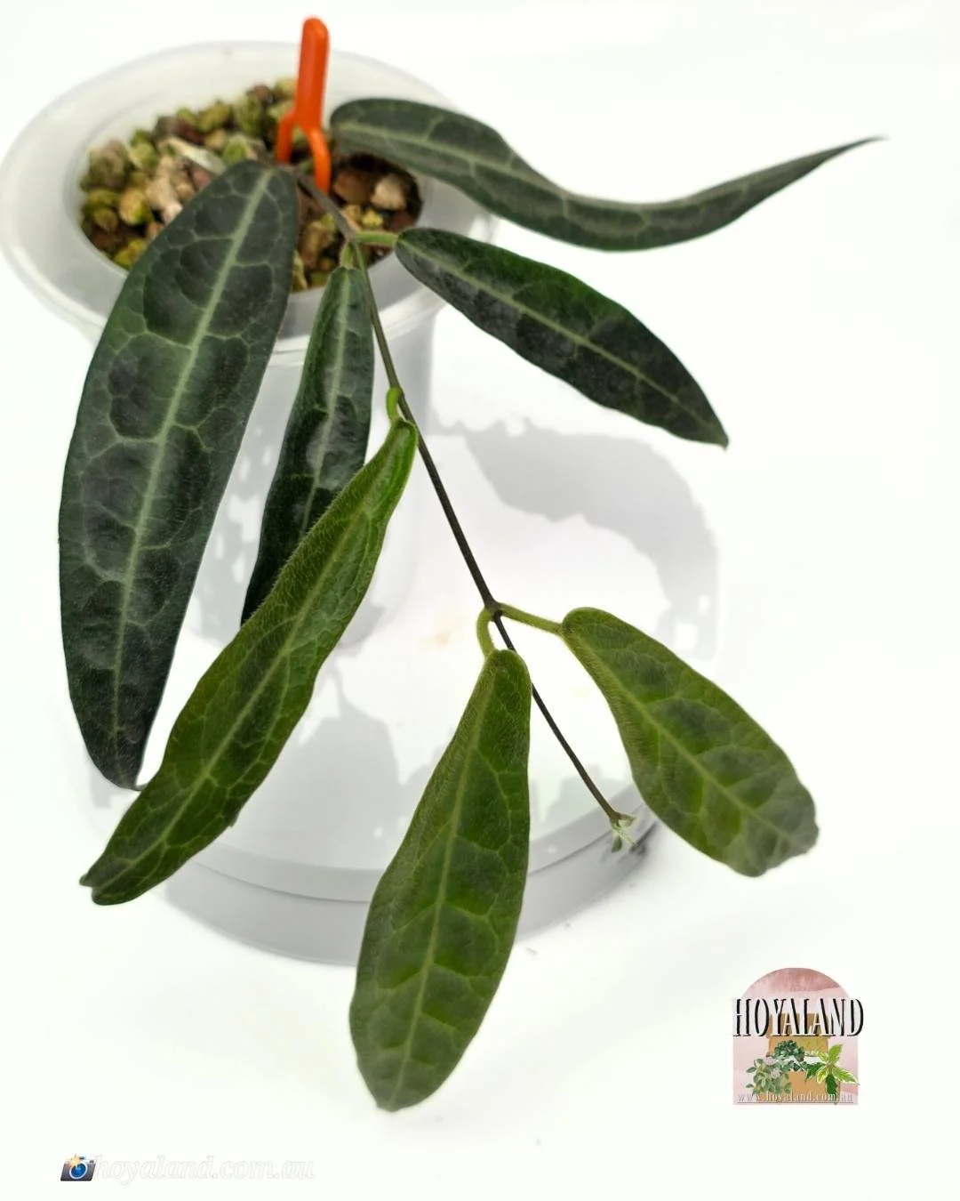 Hoya hypolasia indonesia small (2).jpg