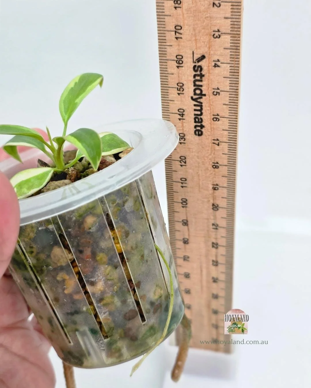 Philodendron ataba  copy.jpg