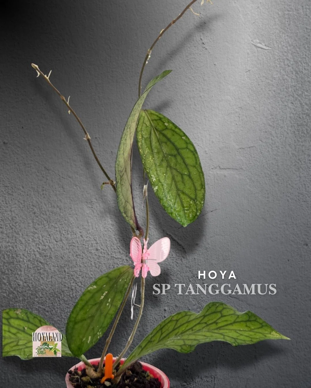 Hoya Tanggamus (4).jpg