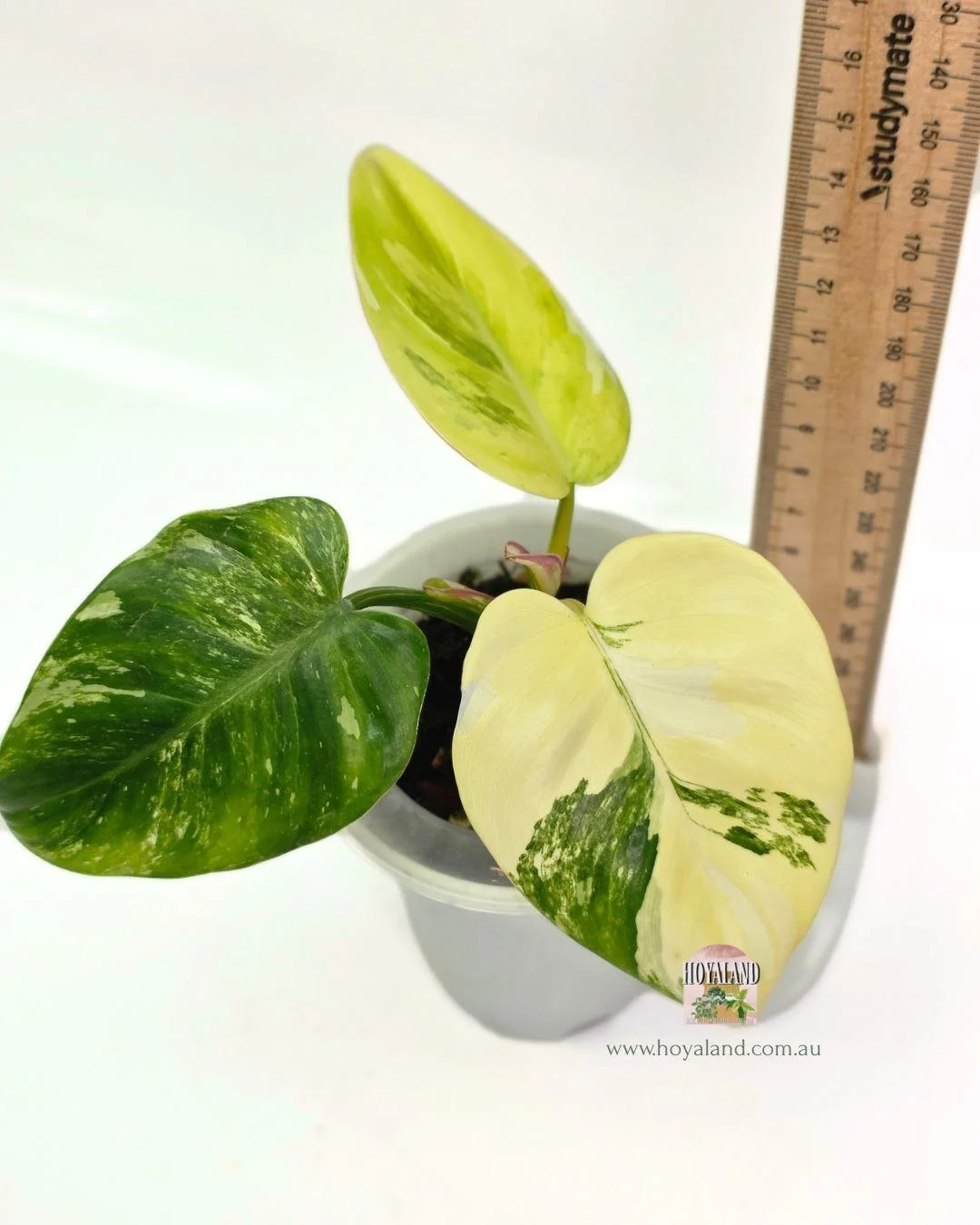 Philodendron white princess aurea tricolour (3).jpg