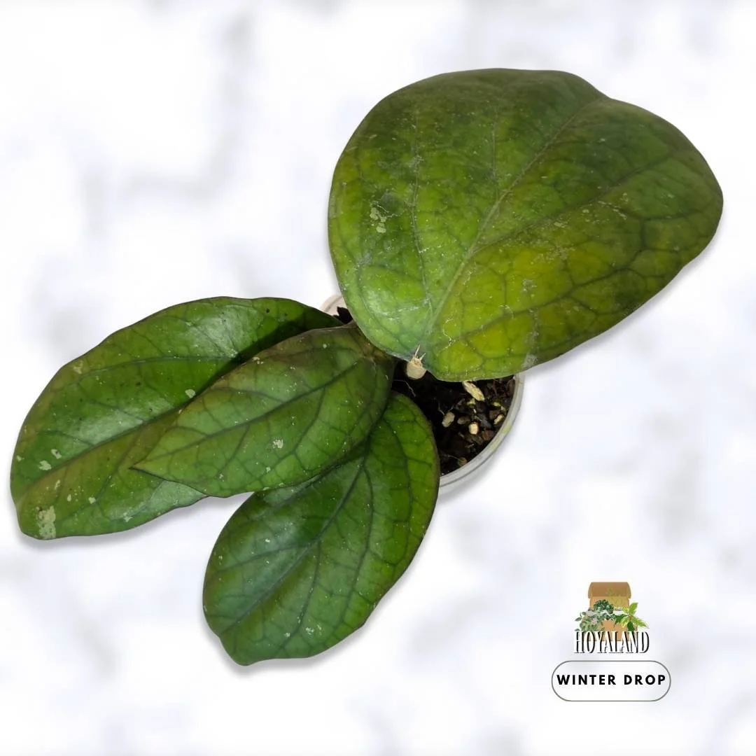 hoya-cv-elephant-large-leaf-specimen (4).jpg