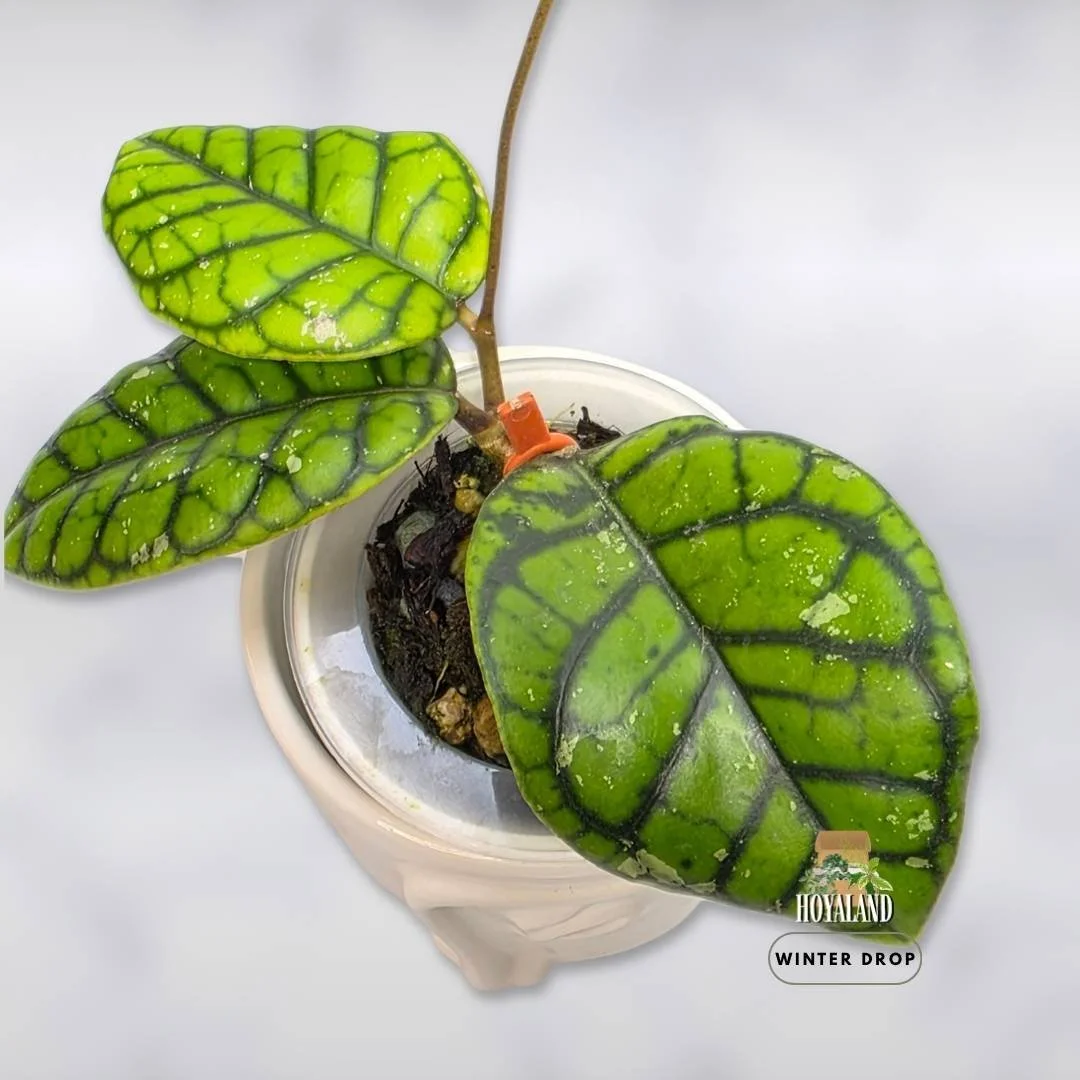 hoya-callistophylla-chibi-rare-houseplant (3).jpg