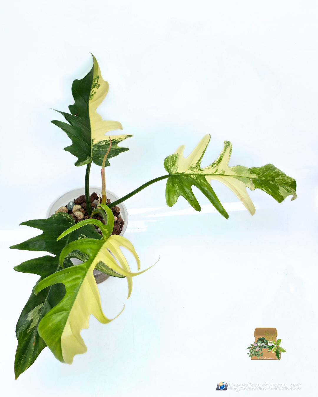 Philodendron fb x tortum 2 (4).png