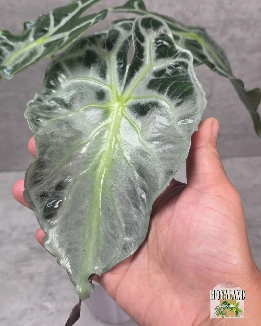 Alocasia Venom (3).jpg