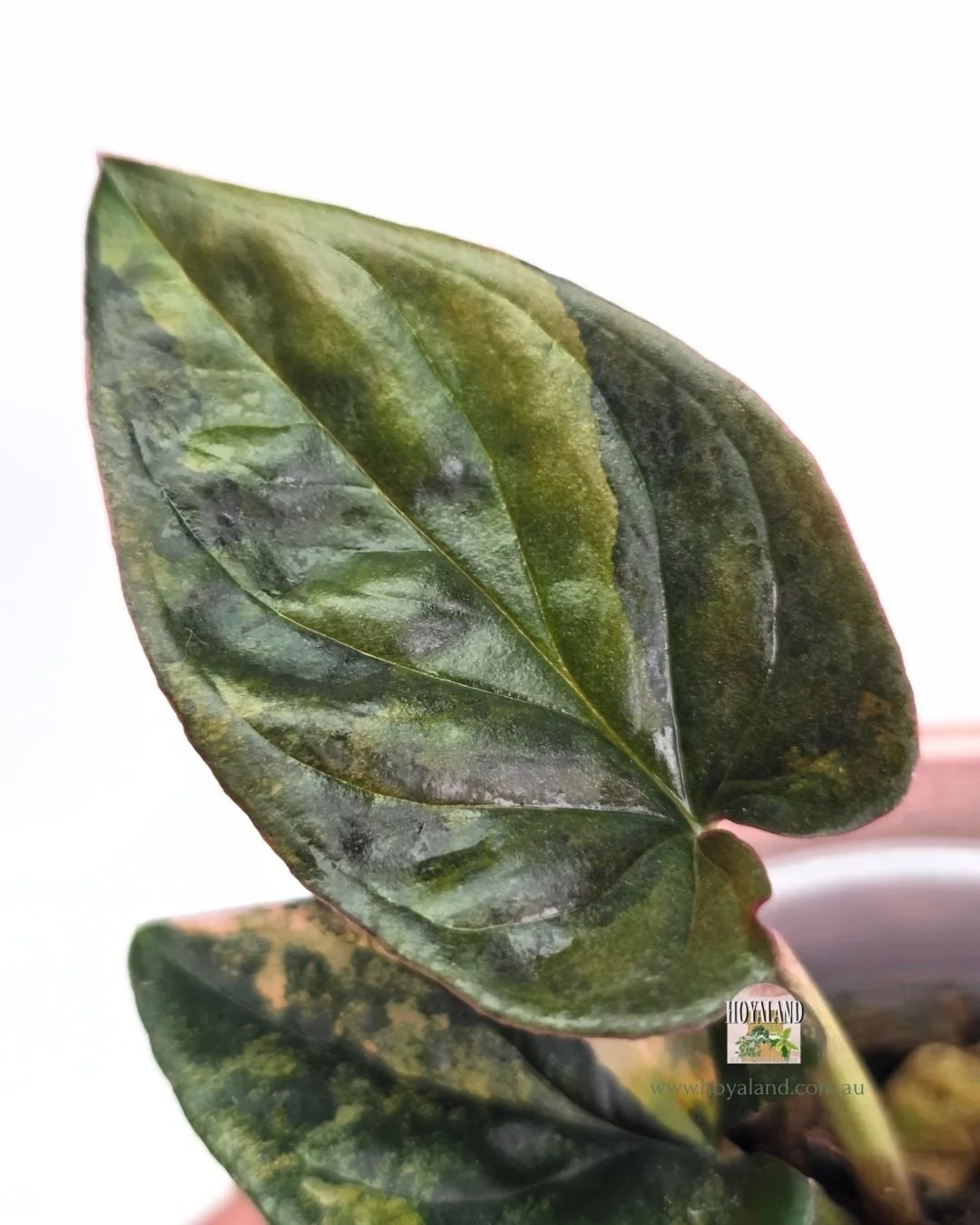 Syngonium red arrow variegata.jpg