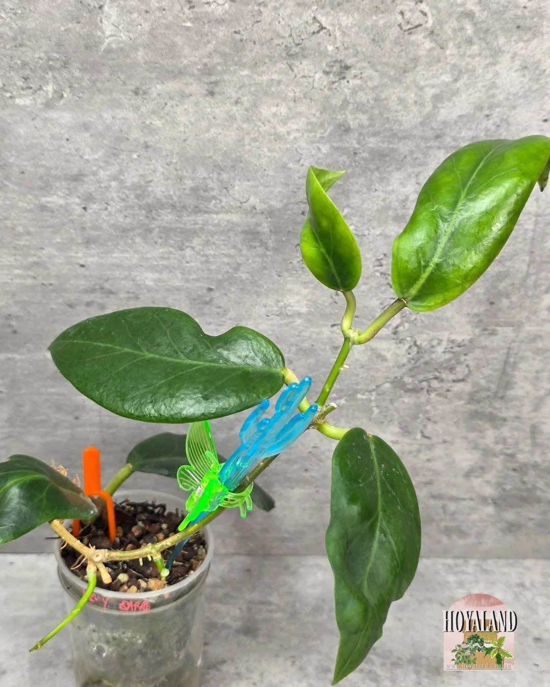 Hoya Inday Sarae (2).jpg