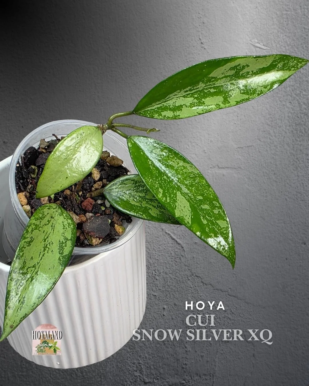 Hoya cui snow silver (4).jpg