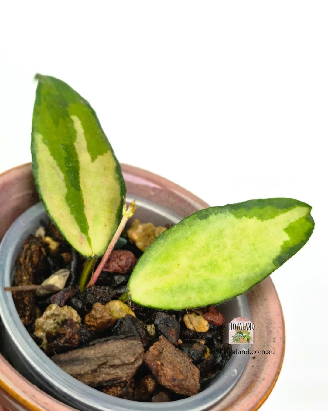 🍂  RARE Hoya caudata variegata