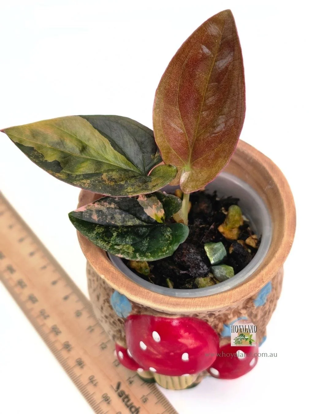 Syngonium red arrow variegata (2).jpg