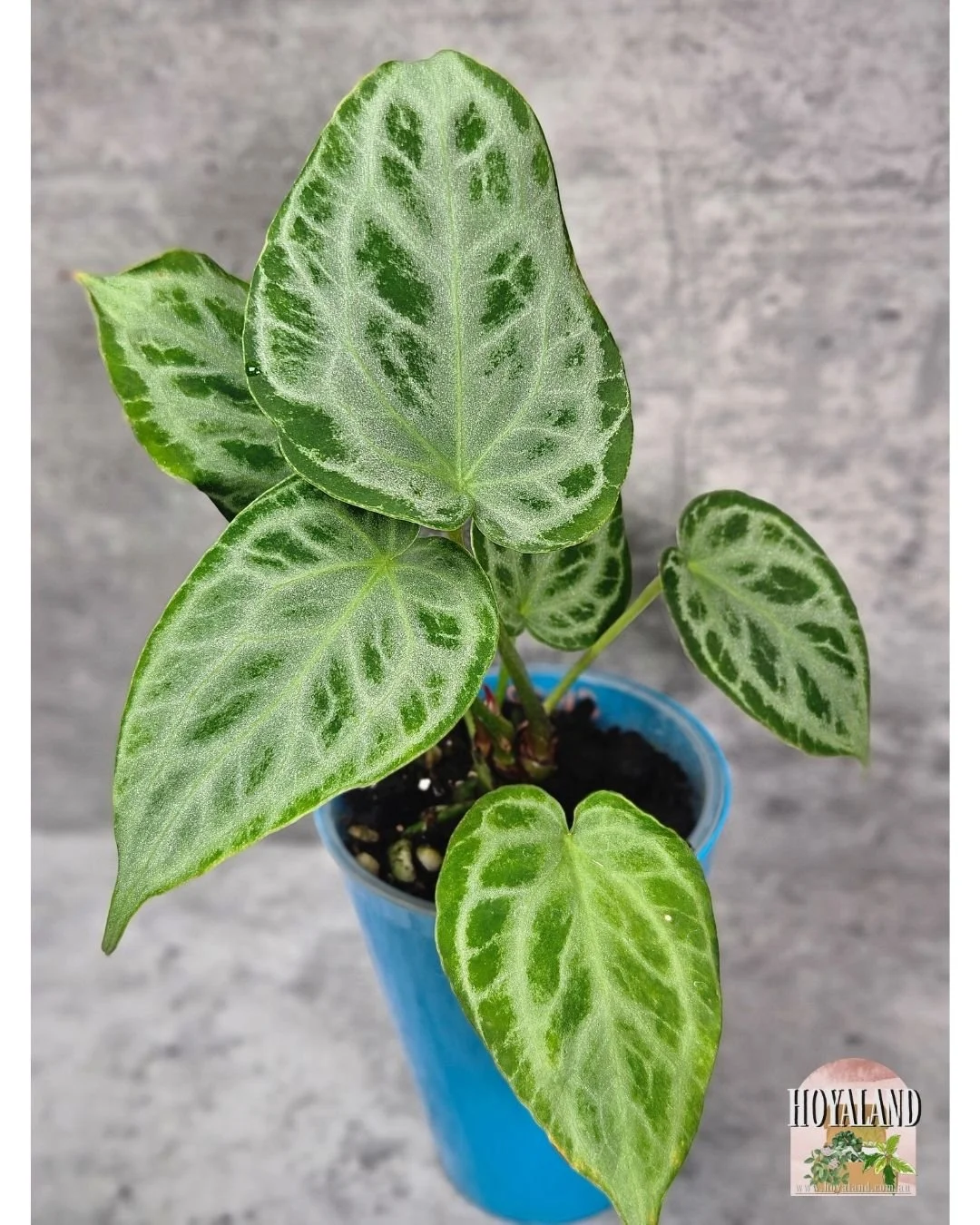 Anthurium silver tiger (5).jpg