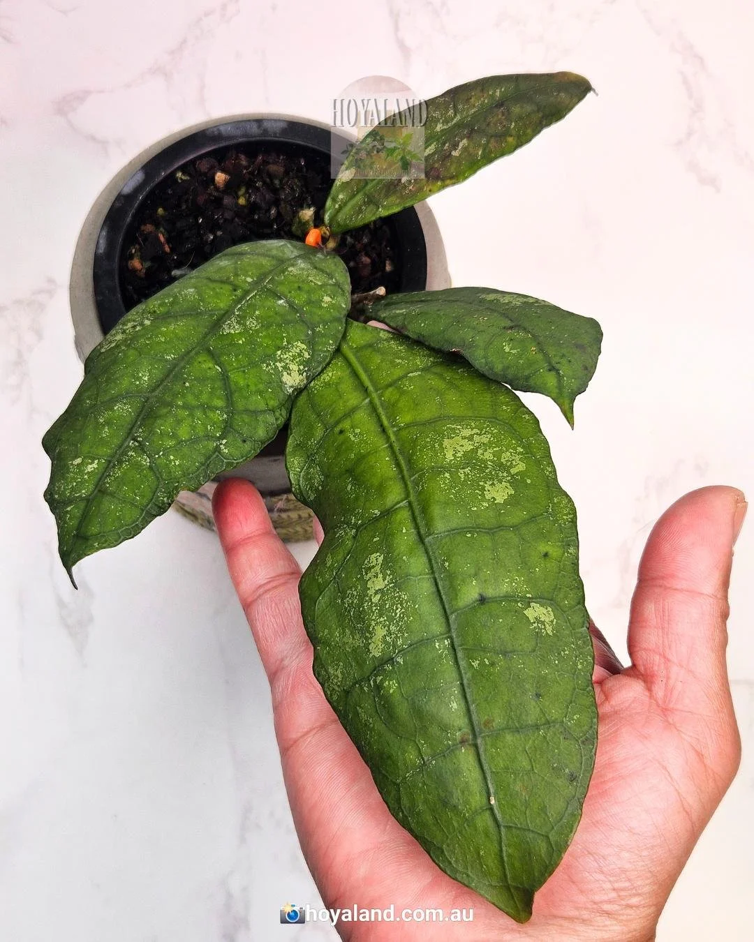 Lata Iskandar Clone A (3).jpg