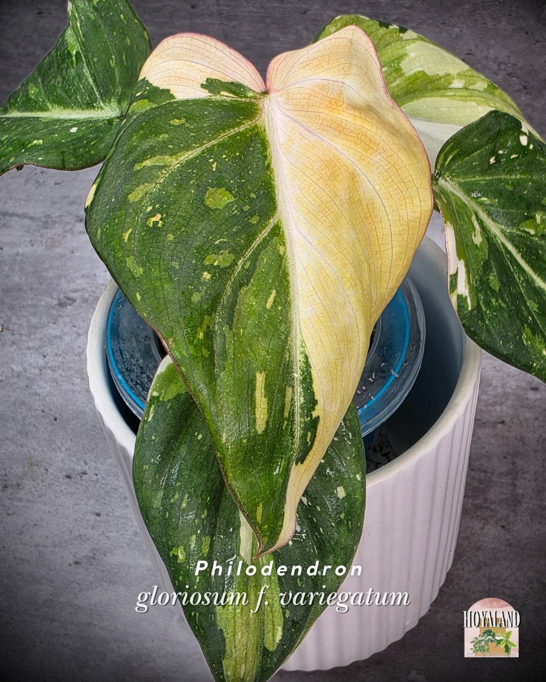 Philodendron gloriosum var (2).jpg