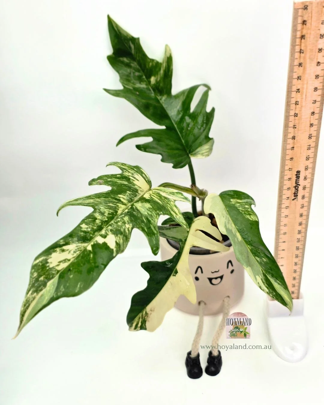 Philodendron fb x tortum.jpg